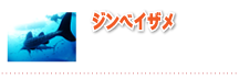 ジンベイザメ